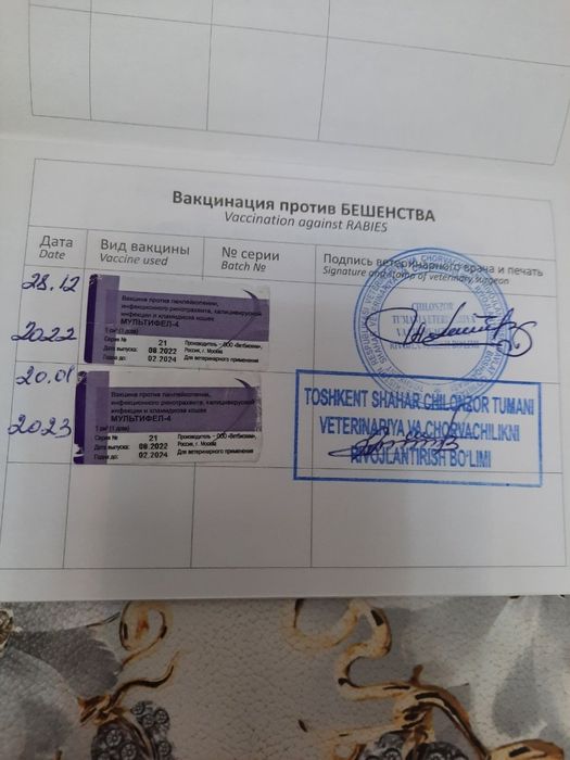 Mushuk Sibirisrkaya Mujik dakumentlari pasprorti vaksiina hammasi joyi