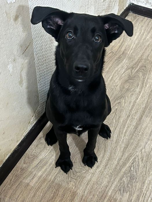 Отдам в хорошие руки собаку