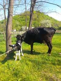 Vând  Vacă Holstein cu Vitel