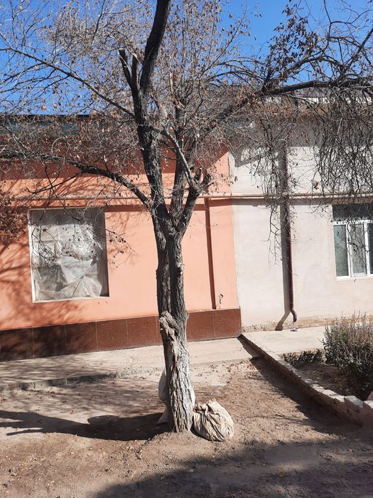 Daraxt 2 dona sotiladi yangiariq sentrda uyim qurigan daraht odina tay