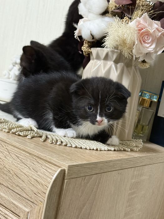 Продам шотландских котят