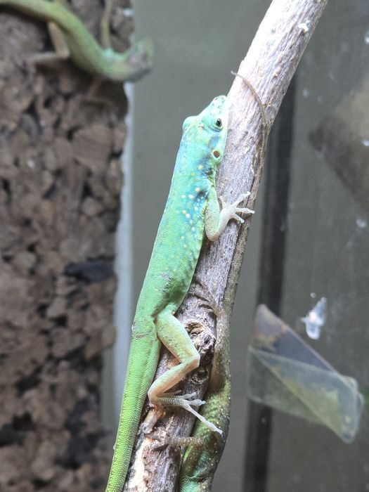 Anolis roquet macouba