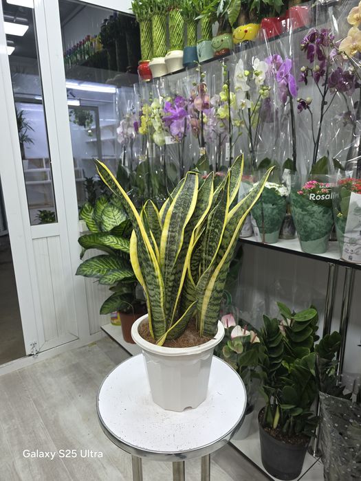 Продается Сансевиерия