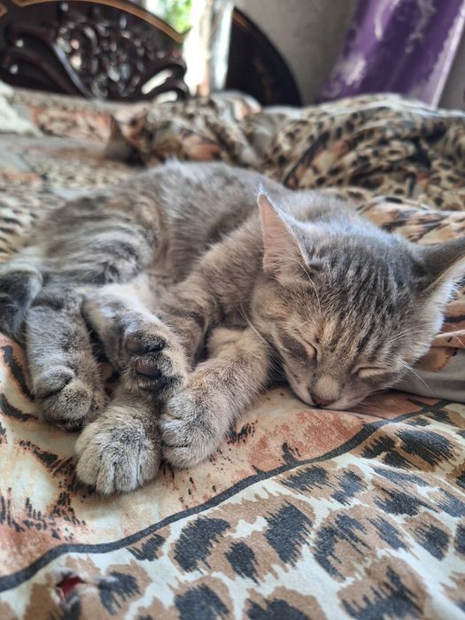 Котенок девочка бесплатно