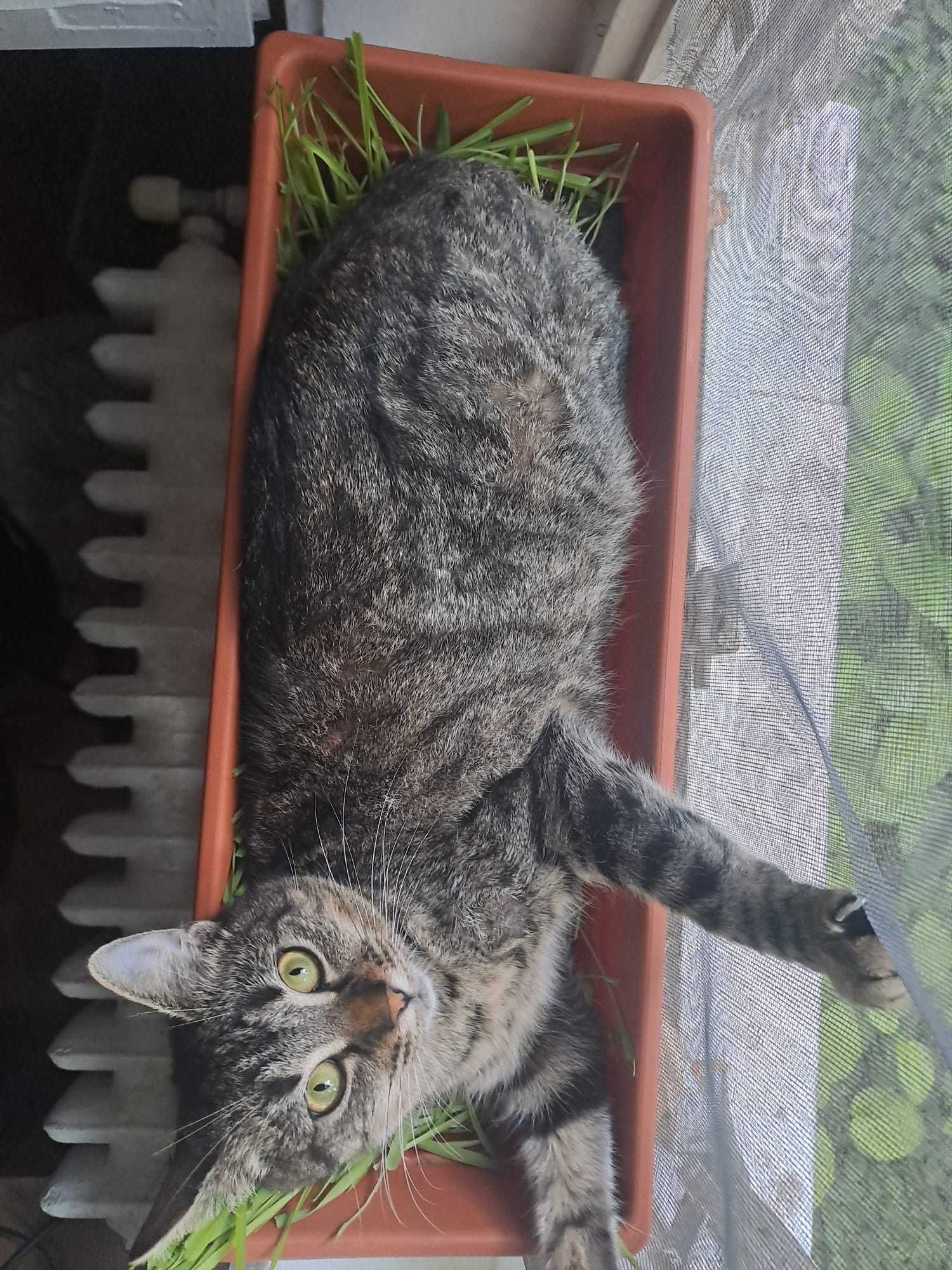 Cat sitter Timisoara ( bona pentru pisici)
