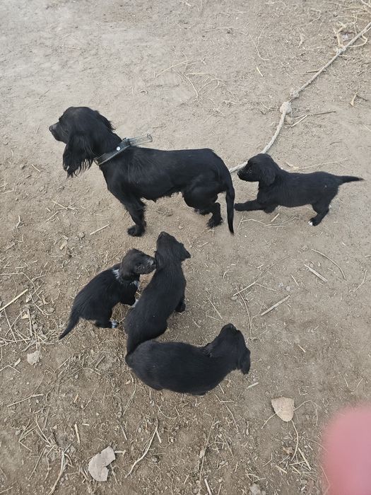 Чистый Русский охотничий спаниель