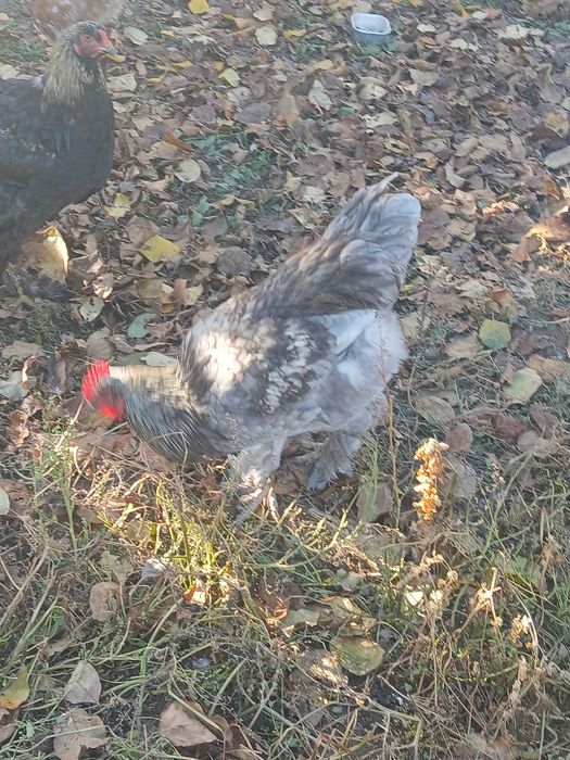 Vând cocosi americana si cocosi de casa.