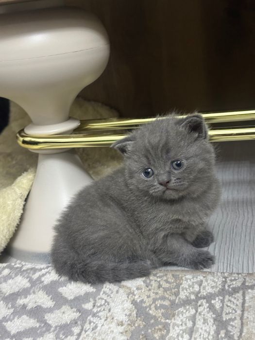 Шотландские кошки,Котенок,