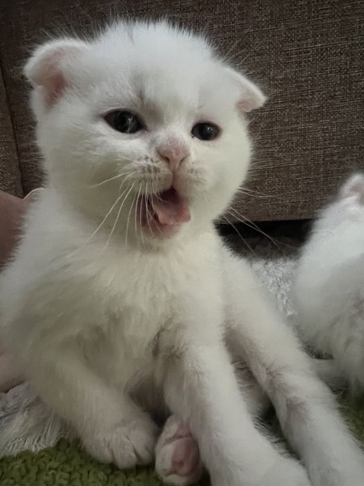 Продаётся. Пожалуйста ознакомтесь с информации.