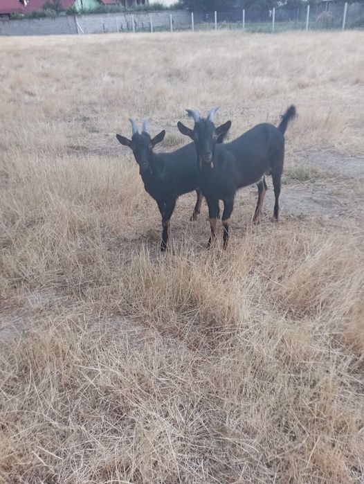 Vand țapi iezi - capre alpin