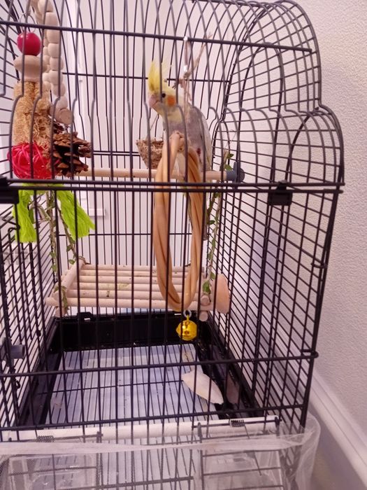 Продам попугая Карелла мальчик 7месяцев