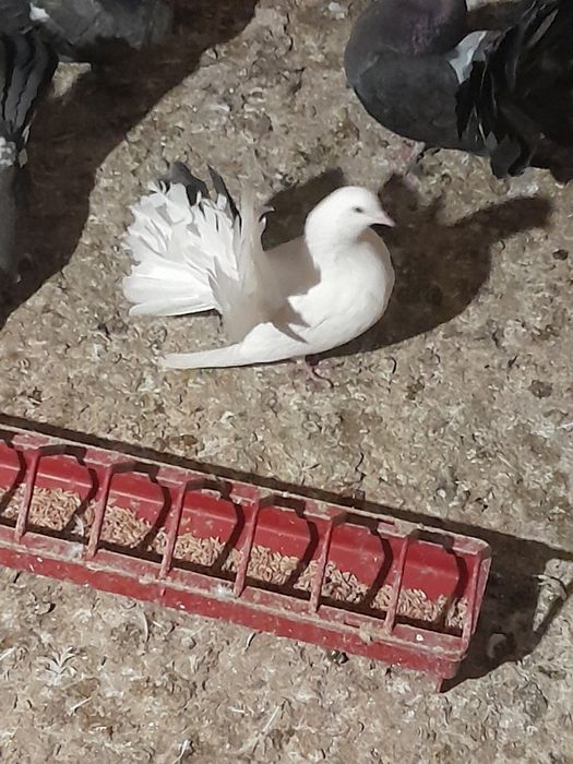 Vând porumbei curcani