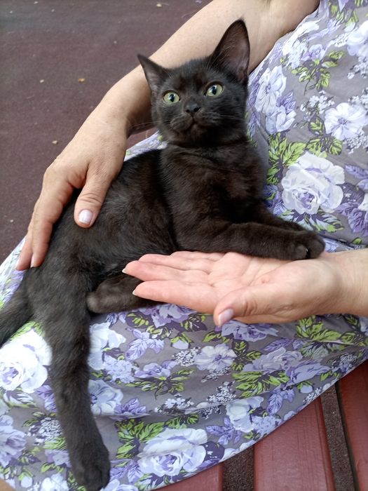 Котёнок мальчик.