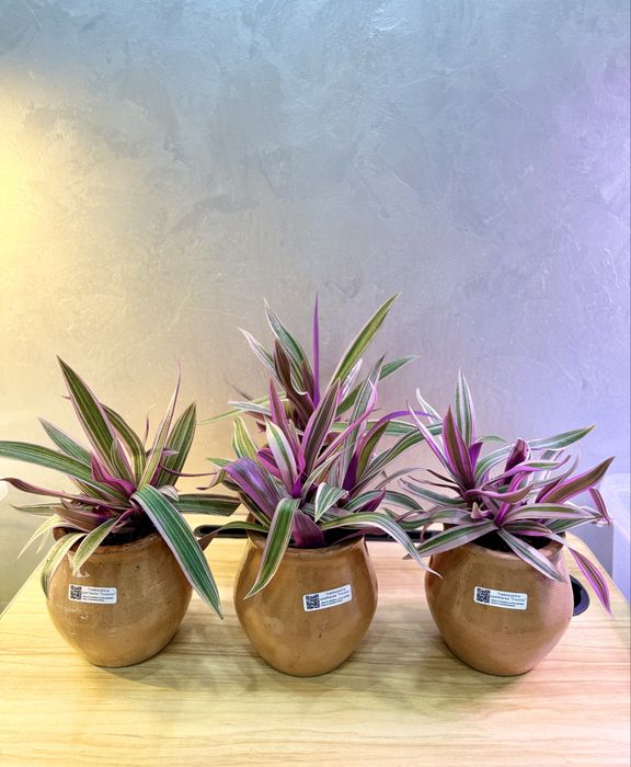 Philodendron "Pink Princess"