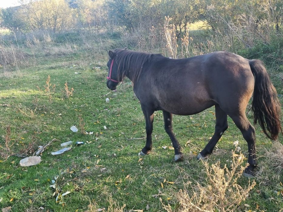 Vând iapă , vârsta 8 ani