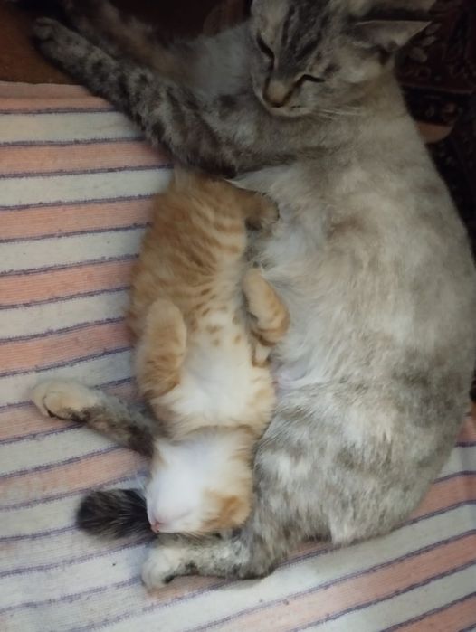 Рыжий котенок ищет дом,в добрые руки отдадим котенка