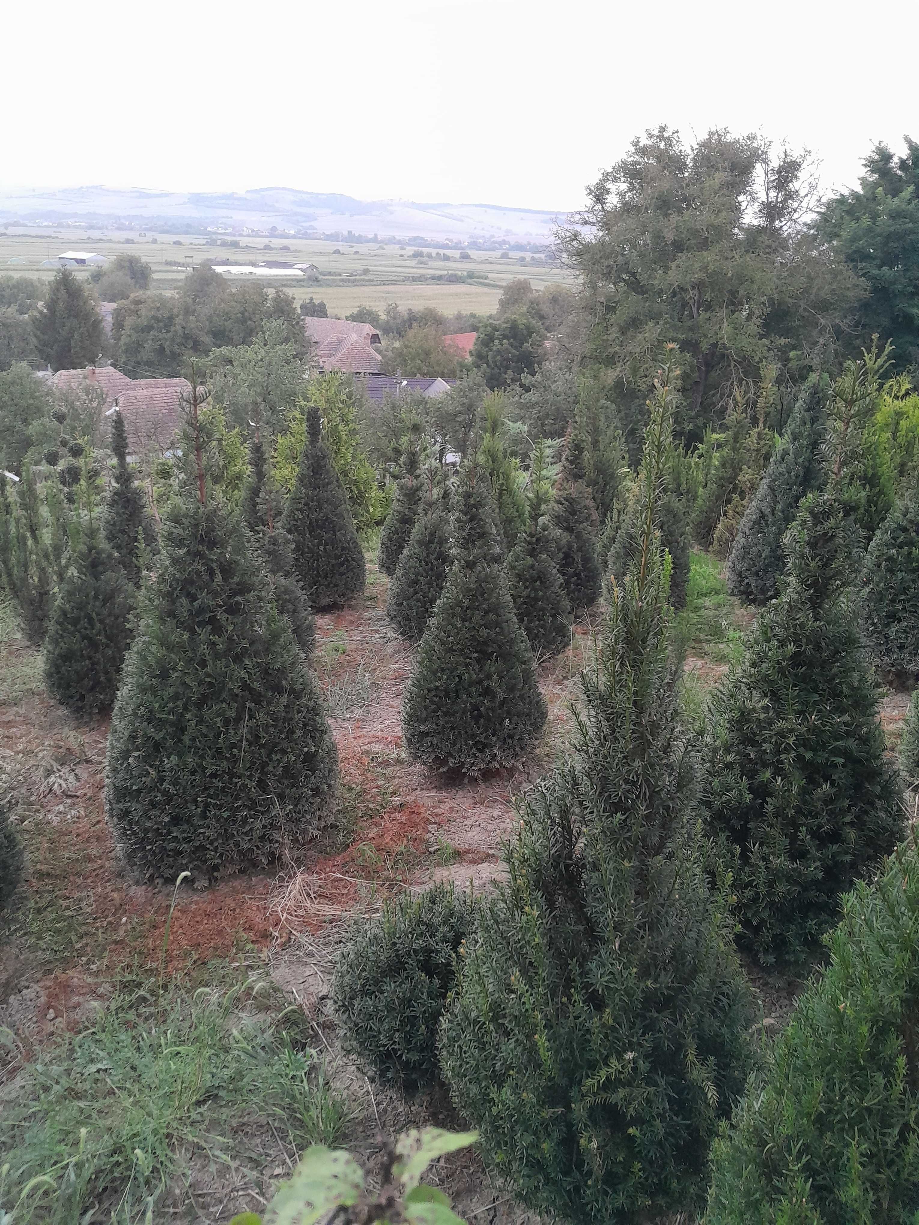 Taxus-Tisă tuns in forma con