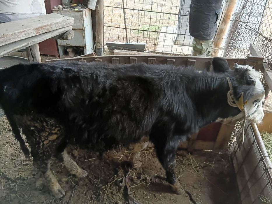 Бұқа сатылады. Продам бычка.