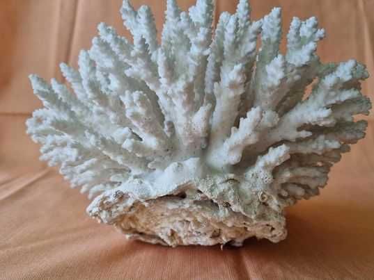 Coral natural decorativ. dimensiuni 25cm/20cm . Pret 270 lei.