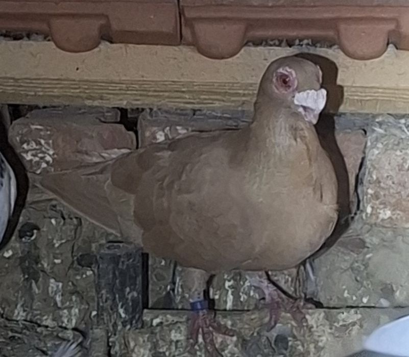 Porumbei carunculati de Oradea