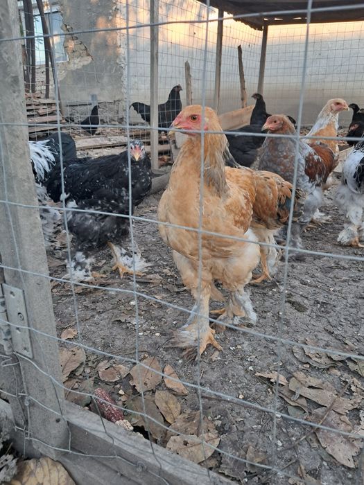 Găini Brahma tineret