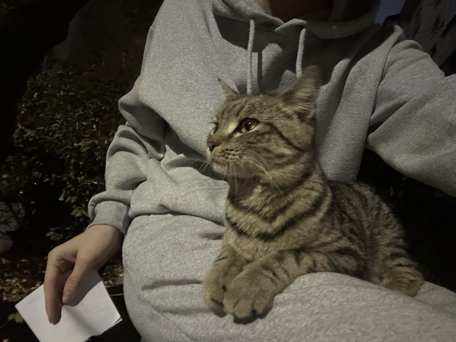 Отдам котика. Приблудился, скоро зима жалко. Очень ласковый