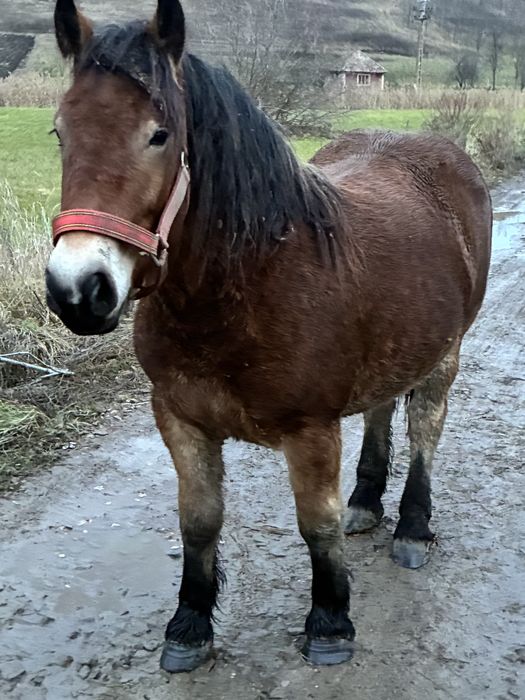 Vand manza de un 1 an si 8 luni