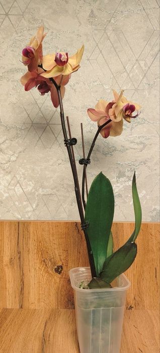 Орхидеи Phalaenopsis