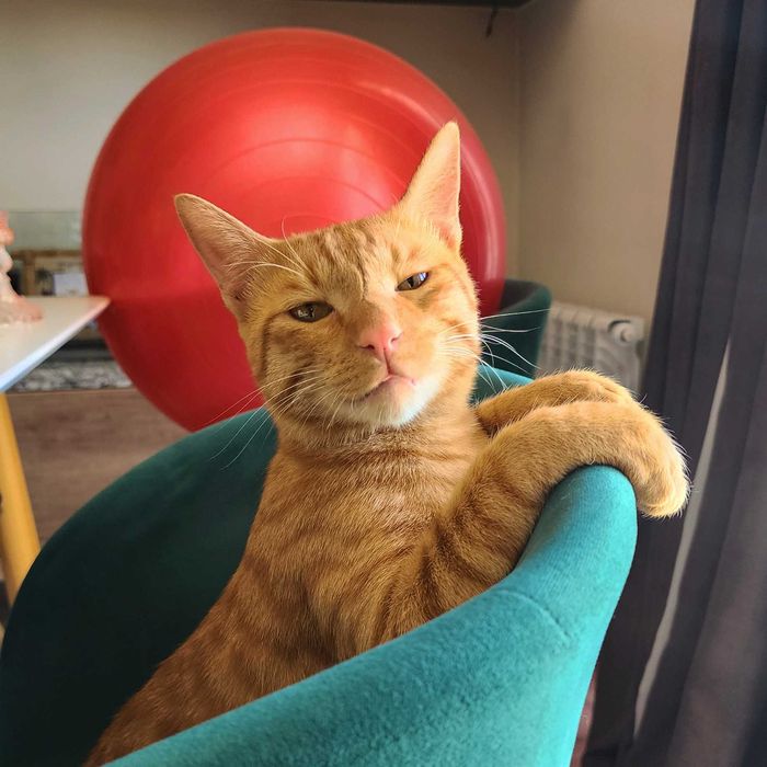 Элитный домашний тигр (кот)