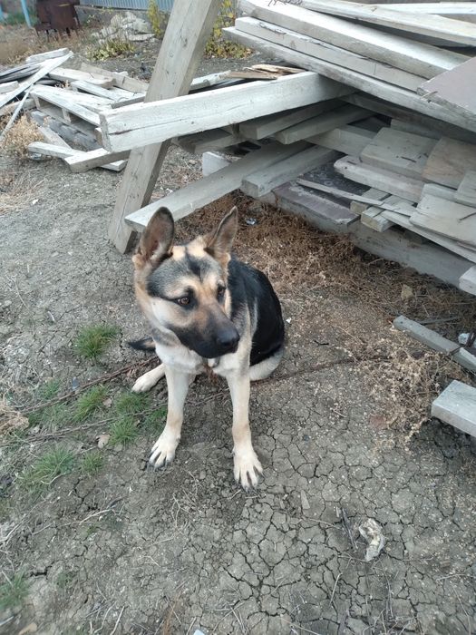 Неміс  овчаркасы