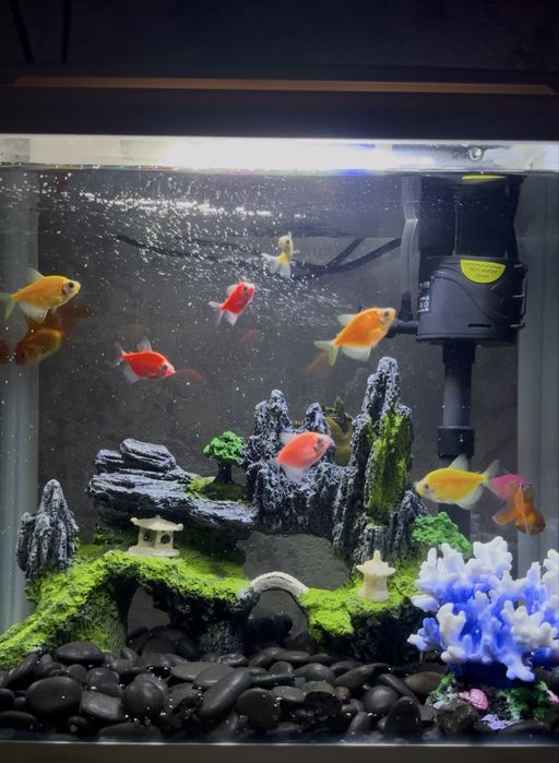 Аквариум с рыбками и черепахой
