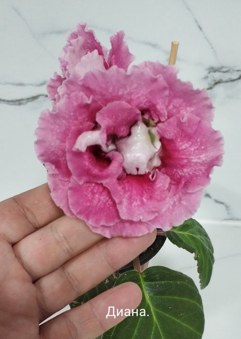 Цветущие глоксинии.