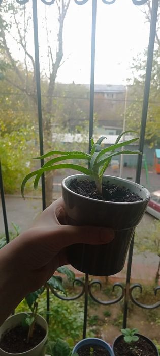 Продам алоэ разных размеров срочно