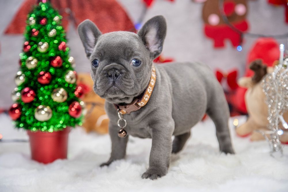 bulldog francez lilac