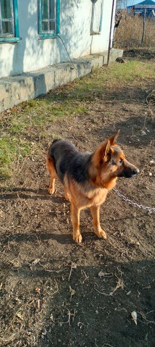 1.5 жасар немецкая овчарка еркек