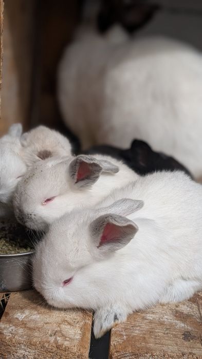 Iepurași curați ,scumpi pentru copilași sau de carne .