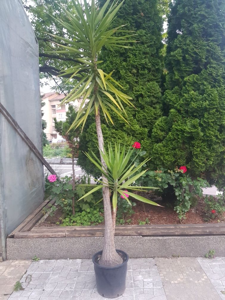 Продавам палма Юка / Yucca, 25 годишна, 3 м. височина