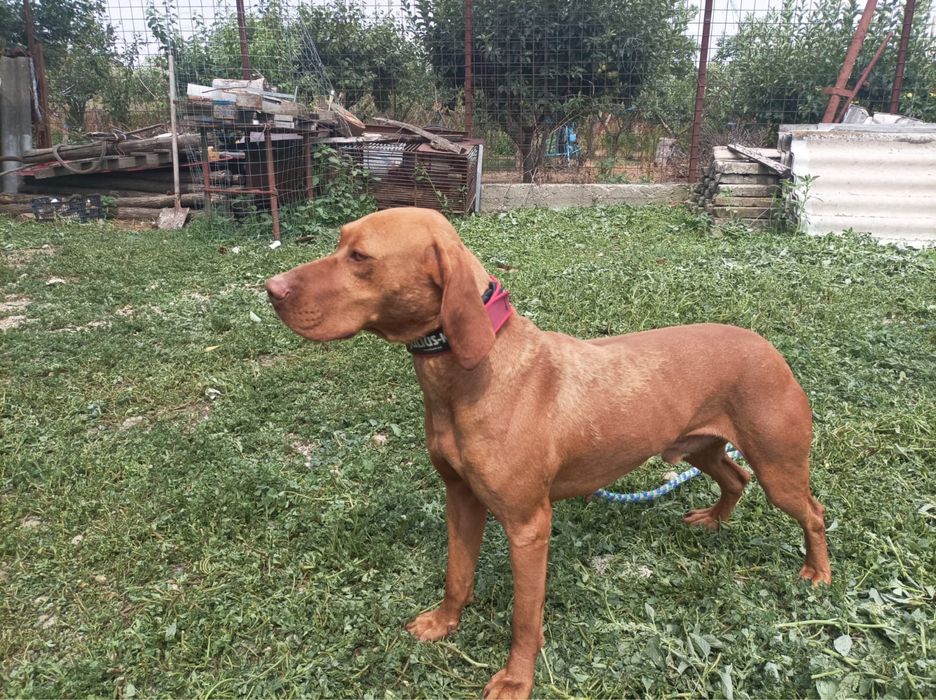 Viszla, vizsla maghiara 2 ani