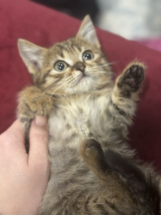 Котята бесплатно