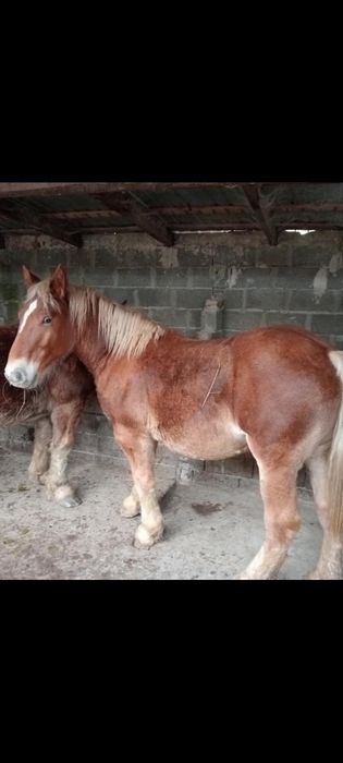 Manji Ardenezi.  Variante auto .