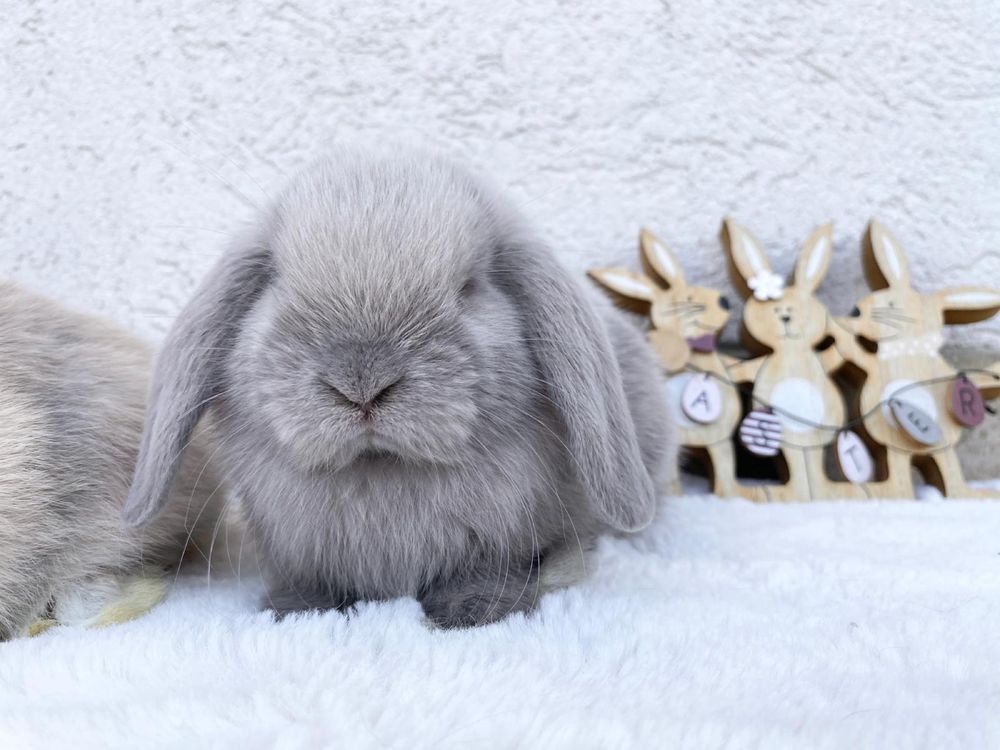 Iepuri pitici de companie berbec pitic/holland lop/mini lop