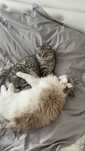 Pet sitter bucuresti sector 3 caini si pisici