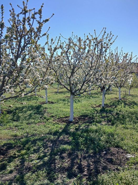 Livadă de Vânzare - Târguşor, Constanța
