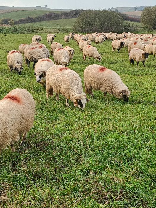 Oi de vanzare sibiu