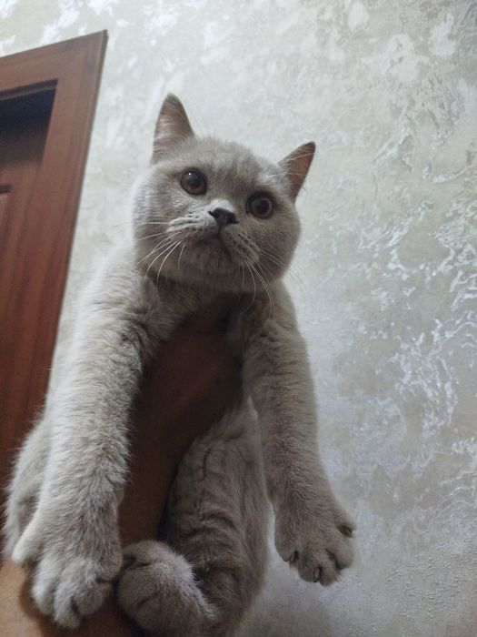 Скоттиш страйт лиловий