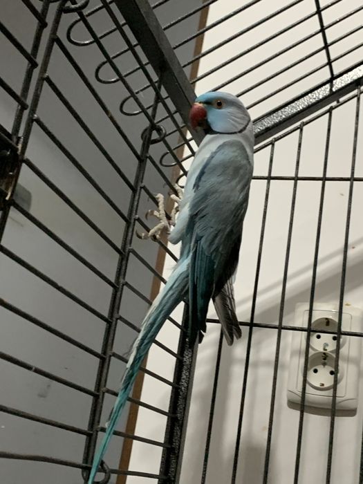 Papagal Micul Alexandru