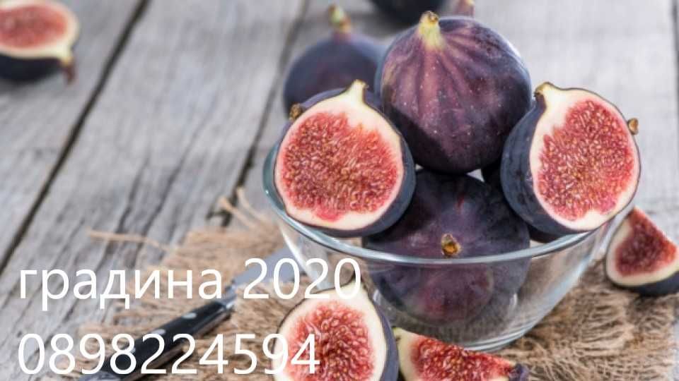 Смокиня Мичуринска-10