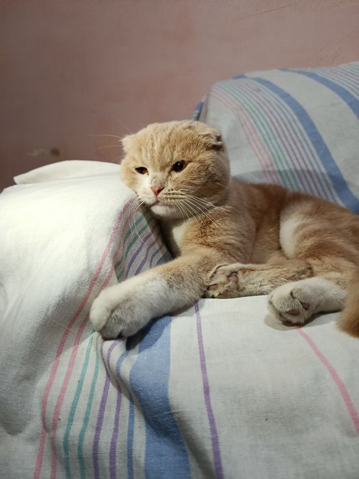 Scottish Fold mushik , mushuk sotiladi, Скоттиш фолд котенок продается
