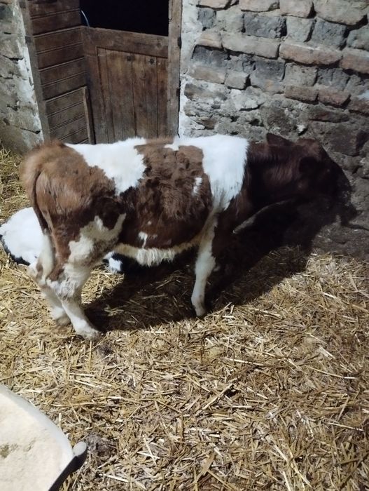 Vând doi vitei înțarcati