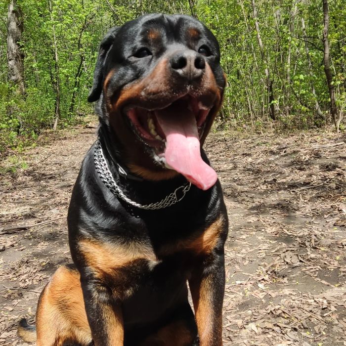 Ротвейлер на вязку